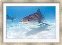 Framed Tiger Sharks, Northern Bahamas