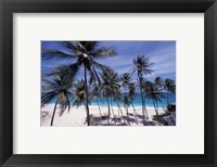 Framed Palm Trees on St Philip, Barbados, Caribbean