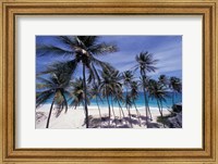 Framed Palm Trees on St Philip, Barbados, Caribbean