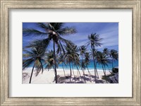 Framed Palm Trees on St Philip, Barbados, Caribbean