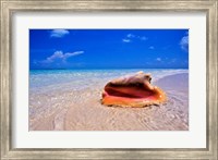 Framed Conch at Water's Edge, Pristine Beach on Out Island, Bahamas