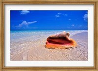 Framed Conch at Water's Edge, Pristine Beach on Out Island, Bahamas