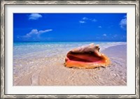 Framed Conch at Water's Edge, Pristine Beach on Out Island, Bahamas