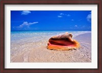 Framed Conch at Water's Edge, Pristine Beach on Out Island, Bahamas