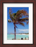 Framed Palm Tree of Castaway Cay, Bahamas, Caribbean