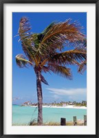 Framed Palm Tree of Castaway Cay, Bahamas, Caribbean