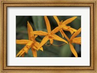 Framed Orange Orchids, Barbados, Caribbean