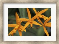 Framed Orange Orchids, Barbados, Caribbean
