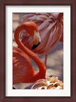 Framed Pink Flamingo in Ardastra Gardens and Zoo, Bahamas, Caribbean
