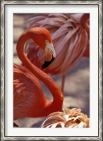 Framed Pink Flamingo in Ardastra Gardens and Zoo, Bahamas, Caribbean