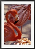 Framed Pink Flamingo in Ardastra Gardens and Zoo, Bahamas, Caribbean