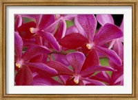 Framed Pink Orchids, Barbados, Caribbean