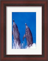 Framed Atlantic Spotted Dolphins, Bimini, Bahamas