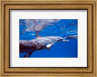 Framed Pair of Atlantic Spotted Dolphins, Bimini, Bahamas