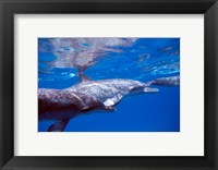 Framed Pair of Atlantic Spotted Dolphins, Bimini, Bahamas