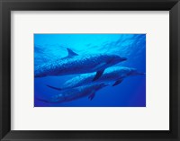 Framed Three Spotted Dolphins, Bahamas, Caribbean