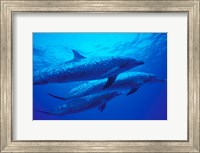 Framed Three Spotted Dolphins, Bahamas, Caribbean