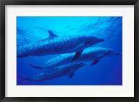 Framed Three Spotted Dolphins, Bahamas, Caribbean