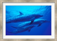 Framed Three Spotted Dolphins, Bahamas, Caribbean