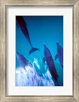 Framed Atlantic Spotted Dolphins standing, Bimini, Bahamas