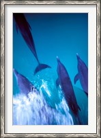 Framed Atlantic Spotted Dolphins standing, Bimini, Bahamas