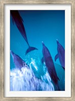 Framed Atlantic Spotted Dolphins standing, Bimini, Bahamas