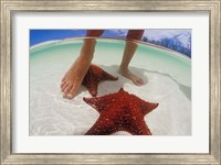 Framed Starfish and Feet, Bahamas, Caribbean