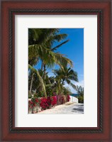 Framed Bahamas, Eleuthera, Harbor Island, Dunmore, Flora