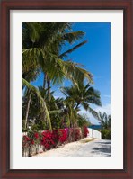 Framed Bahamas, Eleuthera, Harbor Island, Dunmore, Flora
