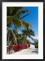 Framed Bahamas, Eleuthera, Harbor Island, Dunmore, Flora