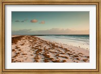 Framed Bahamas, Eleuthera, Harbor Island, Pink Sand Beach with seaweed