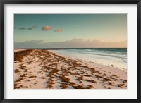 Framed Bahamas, Eleuthera, Harbor Island, Pink Sand Beach with seaweed