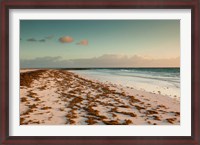 Framed Bahamas, Eleuthera, Harbor Island, Pink Sand Beach with seaweed