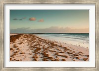 Framed Bahamas, Eleuthera, Harbor Island, Pink Sand Beach with seaweed