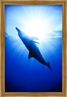 Framed Atlantic Spotted Dolphin, Bahamas