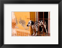 Framed Spotted dog and colorful wall in Trinidad Cuba