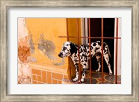 Framed Spotted dog and colorful wall in Trinidad Cuba