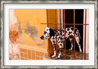 Framed Spotted dog and colorful wall in Trinidad Cuba