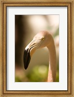 Framed Caribbean, Bonaire, Flamingos, tropical bird