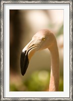 Framed Caribbean, Bonaire, Flamingos, tropical bird