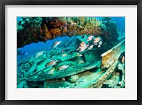 Framed Schooling Soldierfish, Wreck of the RMS Rhone, coast of Salt Island, Tortola, British Virgin Islands, Caribbean