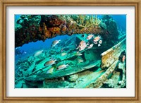 Framed Schooling Soldierfish, Wreck of the RMS Rhone, coast of Salt Island, Tortola, British Virgin Islands, Caribbean