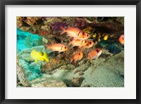 Framed Soldierfish, grunts, Tortola, BVI