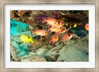 Framed Soldierfish, grunts, Tortola, BVI