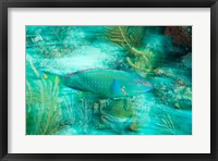 Framed Stoplight Parrotfish, Virgin Gorda Island, British Virgin Islands, Caribbean