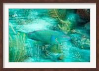 Framed Stoplight Parrotfish, Virgin Gorda Island, British Virgin Islands, Caribbean