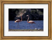 Framed Pink Flamingos on Lake Goto Meer, Bonaire, Caribbean