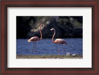 Framed Pink Flamingos on Lake Goto Meer, Bonaire, Caribbean