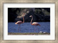 Framed Pink Flamingos on Lake Goto Meer, Bonaire, Caribbean