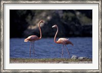 Framed Pink Flamingos on Lake Goto Meer, Bonaire, Caribbean